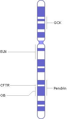 Хромосомы кратко и понятно. Что такое 7 хромосома. Что такое 7 хромосома. 7 хромосома. Инверсия 7 хромосомы.